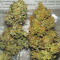 Семена сорта Auto Chocolate Kush fem (00 Seeds)
