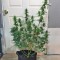 Семена сорта Botafumeiros fem (Sweet Seeds)