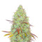 Микс семян конопли Indica Mix fem (Herbies Seeds)