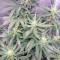 Семена сорта Jack 47 fem (Sweet Seeds)