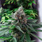 Семена сорта King's Juice (Green House Seeds)