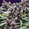 Семена сорта Skunk #1 reg (Dutch Passion)