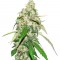 Семена сорта Top Dawg fem