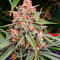 Семена сорта Mimosa × Orange Sherbet (7CH Seeds & Cali Buds Seeds)