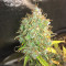 Семена сорта Auto Northern Lights fem (Pyramid Seeds)