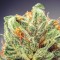 Семена сорта CBD Cherry Kush fem (Sumo Seeds)