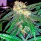 Семена сорта Caboose fem (Strain Hunters)