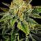 Семена сорта Durban Poison Auto fem (Семяныч)