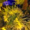 Семена сорта Flowerbomb Kush fem (Strain Hunters)
