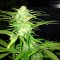 Семена сорта Sweet Black Angel fem (Samsara Seeds)