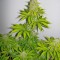Семена сорта Super Skunk fem (Vision Seeds)