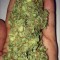 Семена сорта Thunderstruck fem (Sumo Seeds)