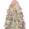 Mob Boss fem Anesia Seeds