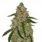 Сорт Phantom OG шишки