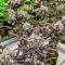 Семена сорта Banana Purple Punch Auto RF3 fem (FastBuds)