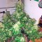 Семена сорта Blue Mystic fem (Nirvana Seeds)