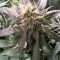 Семена сорта Blueberry Cheesecake fem (Female Seeds)