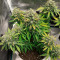 Семена сорта Lemon Zkittle fem (Dutch Passion)