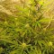 Семена сорта Skunk Auto fem (Strain Hunters)