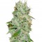 Семена сорта Original Juan Herer fem (Delicious Seeds)