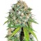 Семена Skunk #99 шишки