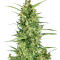 Семена сорта Zkittlez × Gorilla Glue fem (7CH Seeds & Cali Buds Seeds)