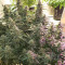 Семена сорта Auto Gorilla Blue fem (Advanced Seeds)