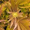 Семена марихуаны Critical Kush