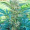 Семена сорта Critical Mass CBD fem