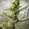 Семена сорта Durban Poison Auto fem (Семяныч)