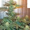 Семена сорта Medusa fem (Nirvana Seeds)