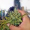 Семена сорта Mikromachine Auto fem