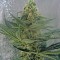 Семена сорта OG Kush reg (Humboldt Seeds)