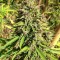 Семена сорта Purple Maroc fem (Female Seeds)