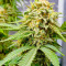 Семена сорта Satori x Mountain Gold regular (Mandala Seeds)