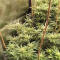 Семена сорта Insane OG