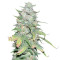 Микс семян конопли Medical Collection 8 (World of Seeds)