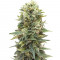 Микс семян конопли Auto Collection #2 (00 Seeds)