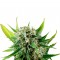 Семена сорта Royale Haze fem (Dinafem Seeds)