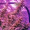 Семена сорта Blue Mystic (Blueberry) reg (Nirvana Seeds)