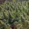 Семена сорта Chemdawg reg (Humboldt Seeds)