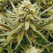 Семена сорта Critical Impact fem (Vision Seeds)