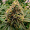 Семена сорта Gorilla Glue × Lemon Haze (7CH Seeds & Cali Buds Seeds)