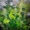 Семена сорта Auto Northern Light fem (Bulk Seed Bank)