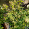 Семена сорта Phantom OG fem (Barney's Farm)
