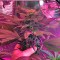 Семена сорта Sour Blueberry fem (Humboldt Seeds)