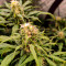 Семена сорта Satori x Mountain Gold regular (Mandala Seeds)