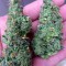 Семена сорта Turbo Bud Auto fem (Heavyweight Seeds)