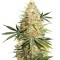 Сорт Lemon Zkittle шишки