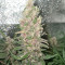 Семена сорта Canadian Kush 2.0 fem